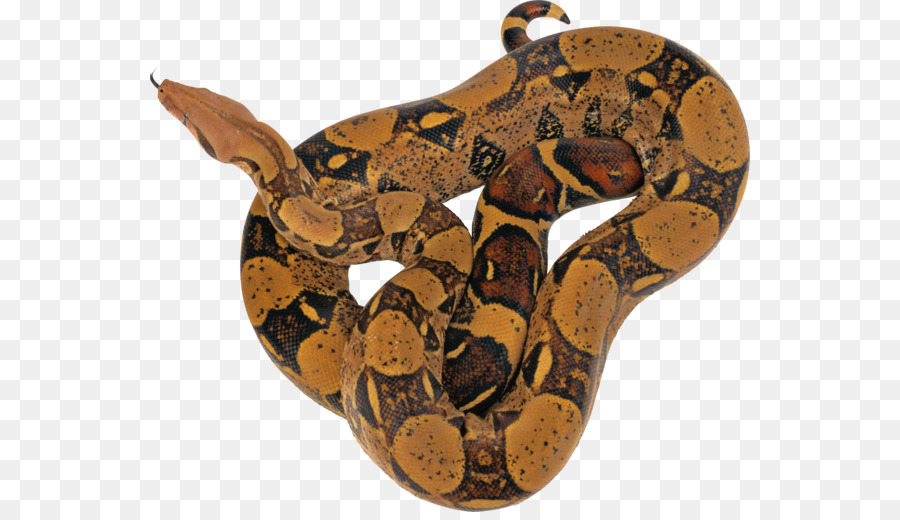 Serpente pitone Reticolato - serpente