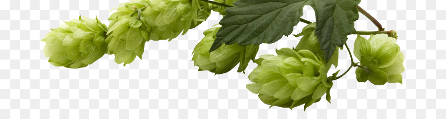 Birra Yakima Valley AVA Comune hop Hop - Birra