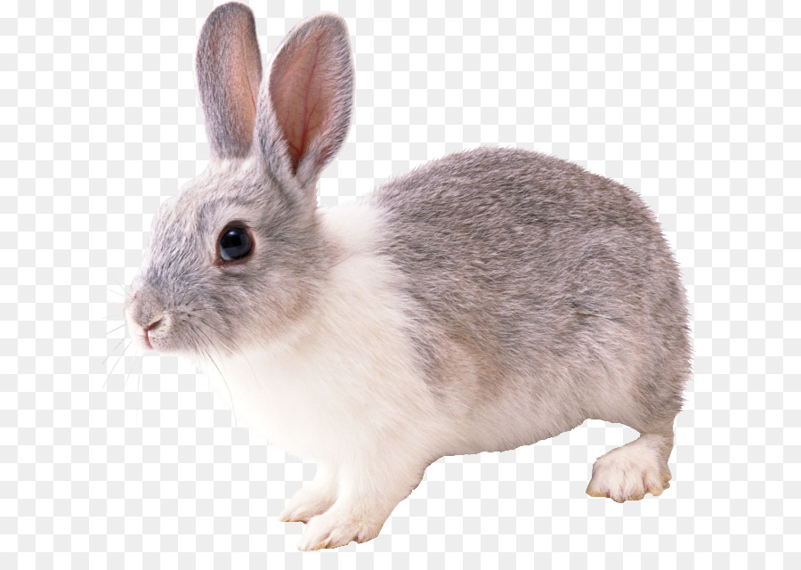 Heimische Kaninchen Hase - Kaninchen