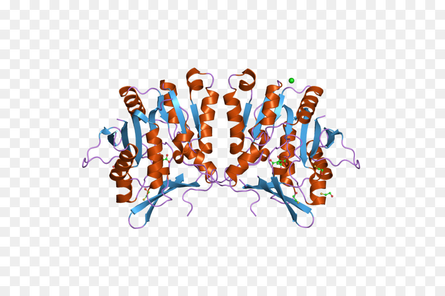 Glicina N-metiltransferasi GNMT Enzima Tamen - altri