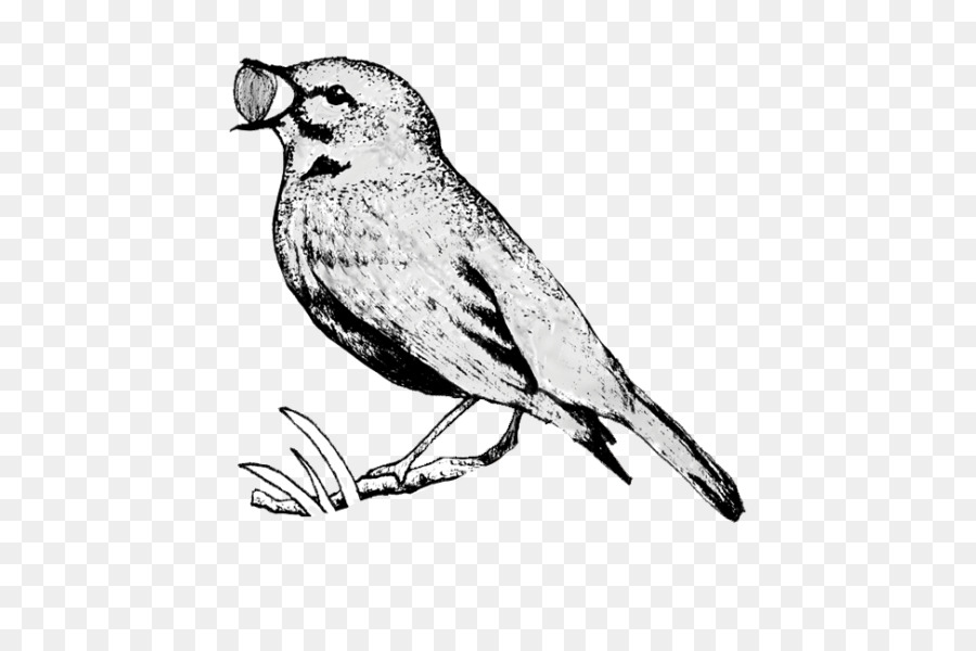 Nhà Sparrow Finch Mỹ Chim Sẻ Cú - chim sẻ