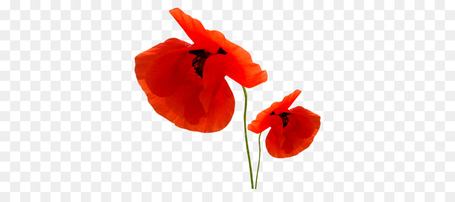 Mohn clipart - andere