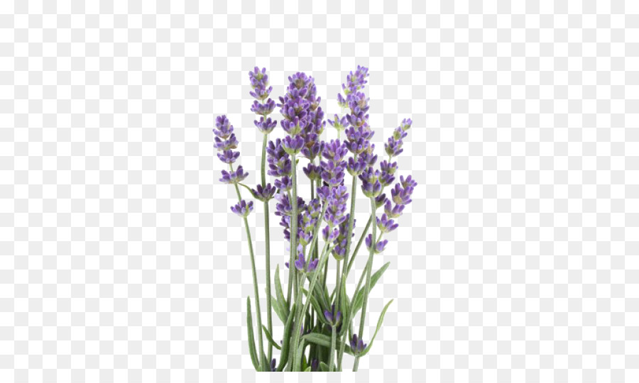 Englisch Lavendel Lavendelöl Stock Fotografie Lavandula latifolia Royalty-free - andere
