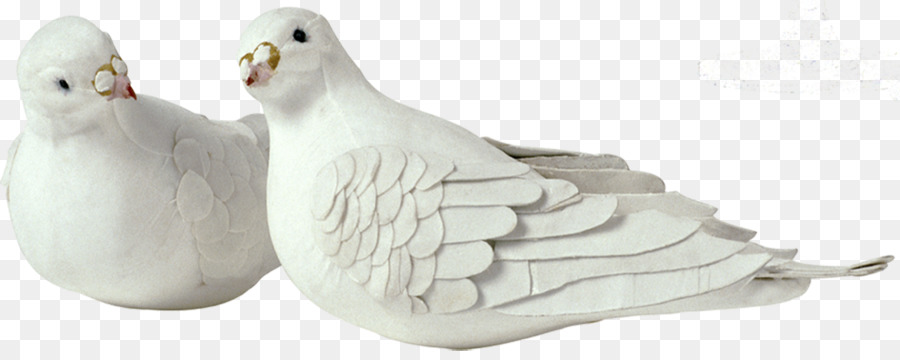 Colomba di pietra Columbidae Homing pigeon Clip art - altri
