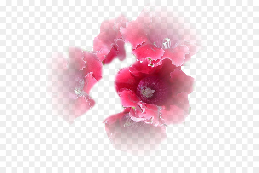 Petalo ping Presente - fiore