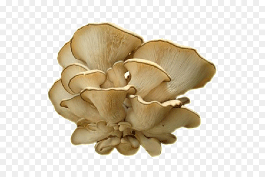 Oyster Mushroom Pilz Pleurotus dryinus Myzel - Pilz