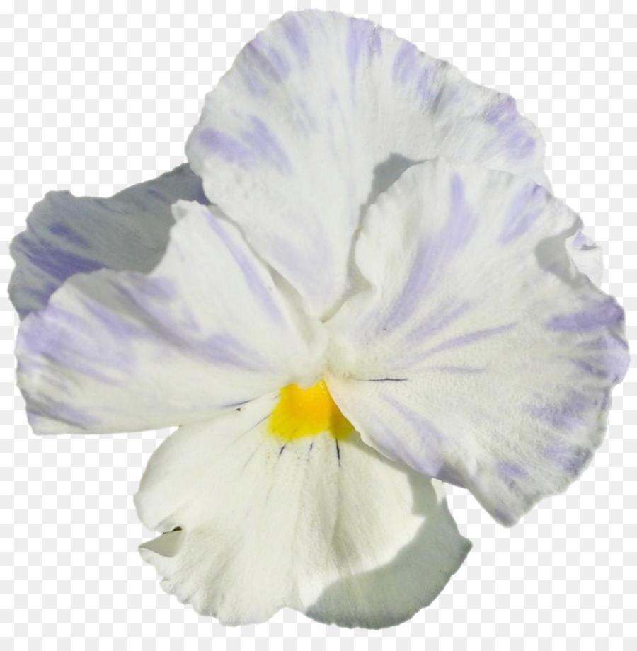 Pansy Morning Glory - andere