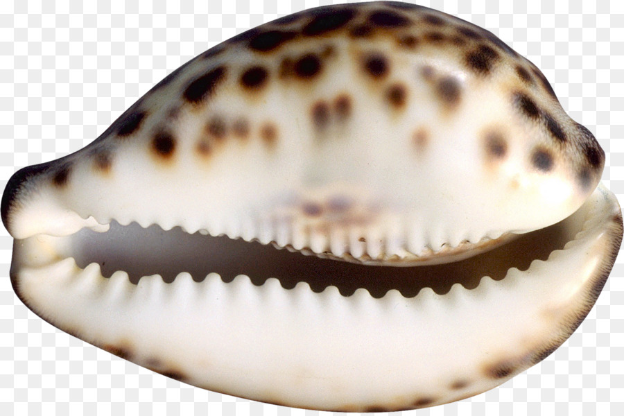 Cockle Seashell Conchology Meer Schnecke - Muscheln