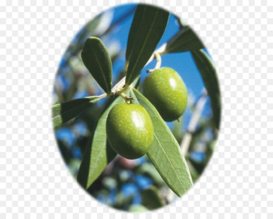 Mittelmeerraum mediterrane Küche Olivenblatt Olivenöl - Olive