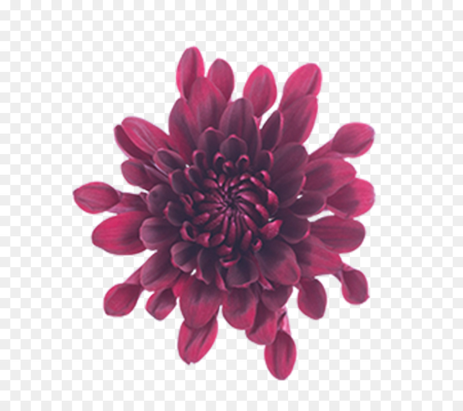 Hoa cúc Cắt hoa Magenta nhựa nhấp chuột-hành - hoa cúc