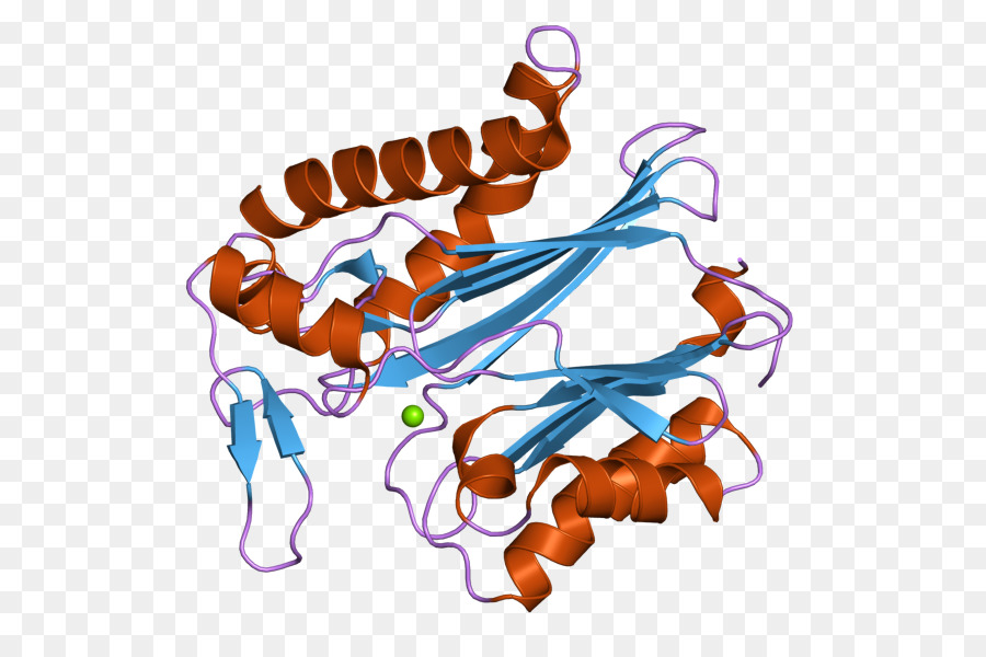 Protein Phosphatase Line