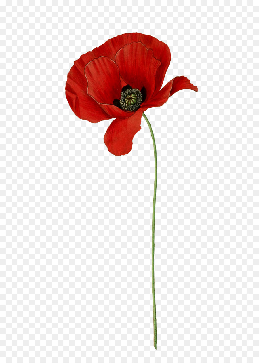 Common poppy botanische illustration Clip art - Blume