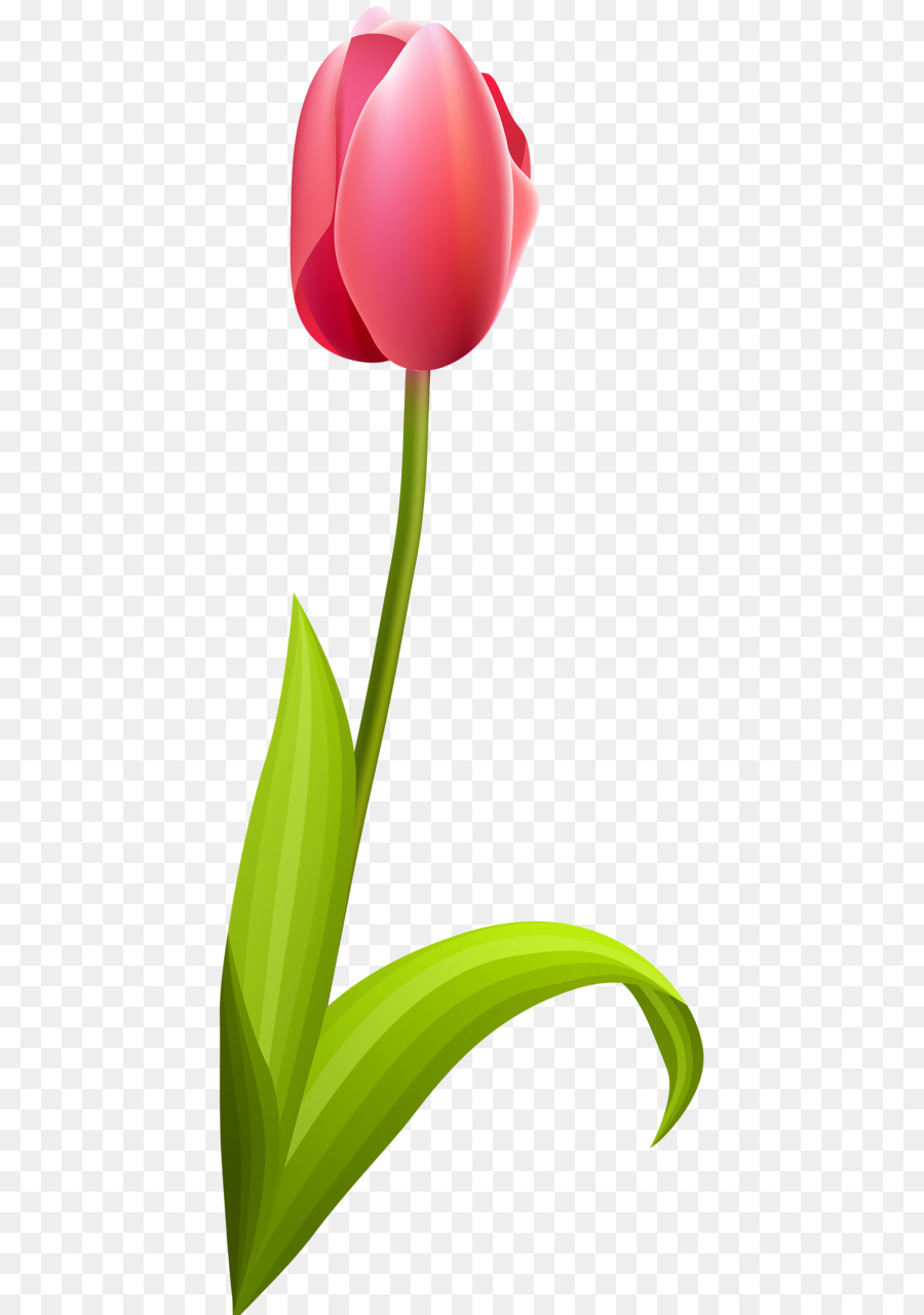 Tulpe, Schnittblumen, Blütenblatt Pflanze Stiel - Tulip