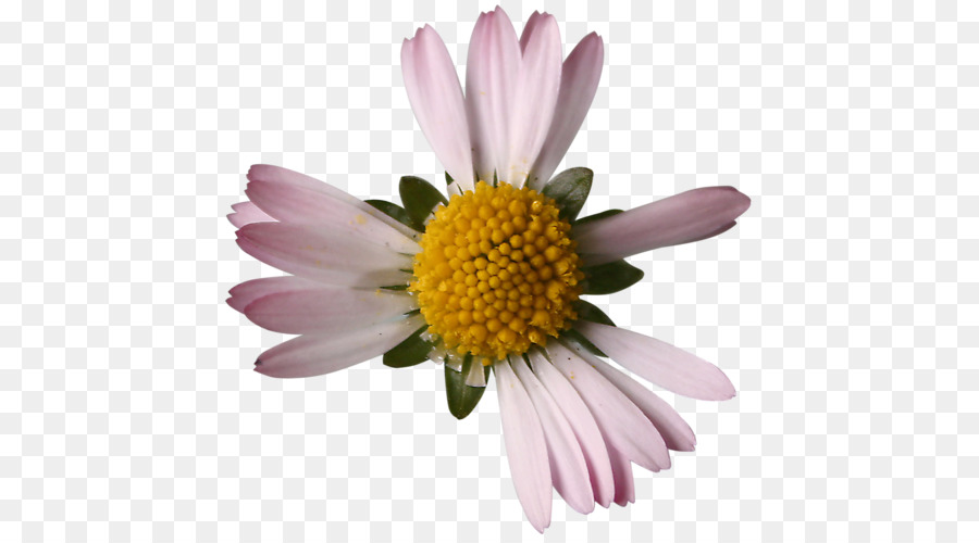 Chrysanthemum Margerite daisy Gemeinsame daisy Clip-art - Chrysantheme