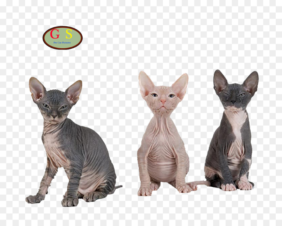 Sphynx-Katze, Donskoy Katze Bambino cat, Siamese cat Kitten - Kätzchen