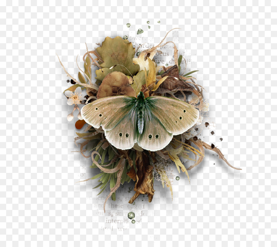 Schmetterling, Blume, Papillon Hund - Schmetterling