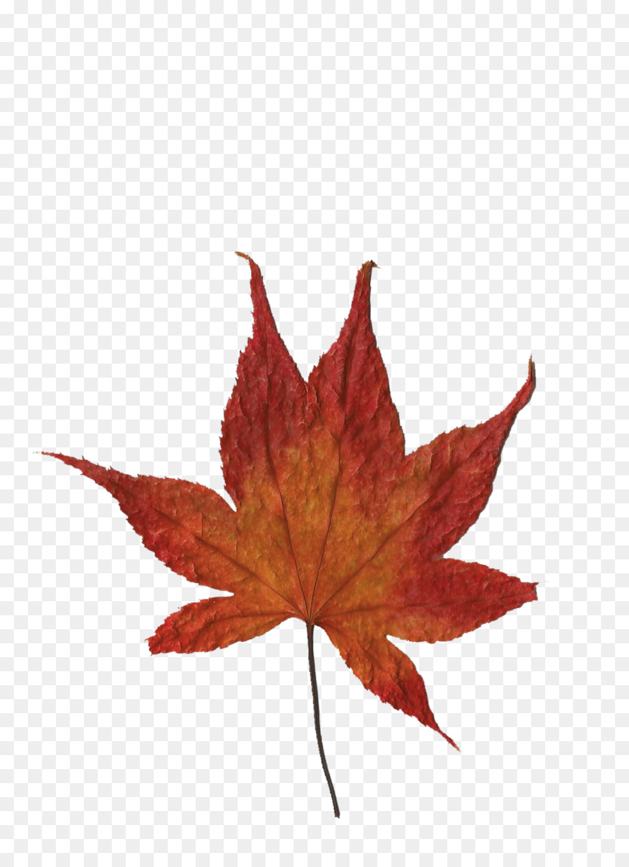 Maple Leaf Idee Cellular - Blatt