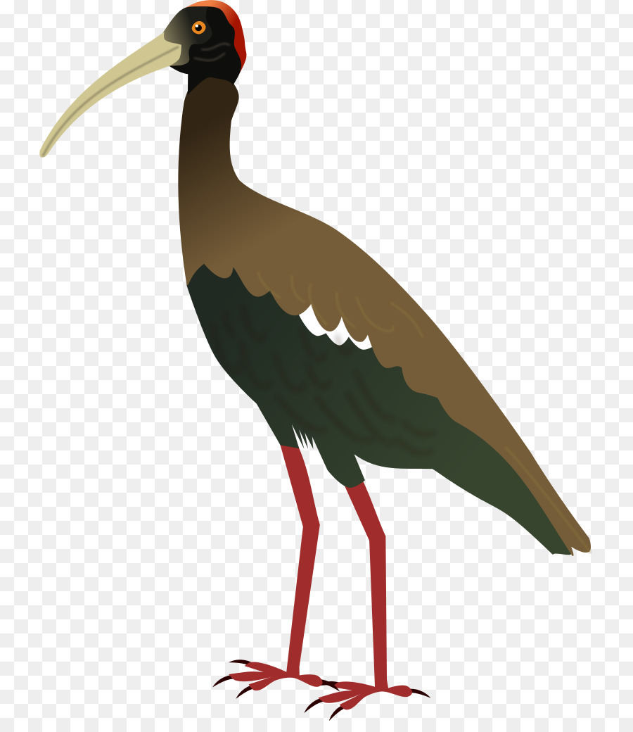 La cicogna bianca, Uccello ibis Hadada Gru - uccello