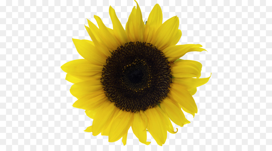 Gemeinsame Sonnenblume Vase mit Fünfzehn Sonnenblumen Clip-art - Blume