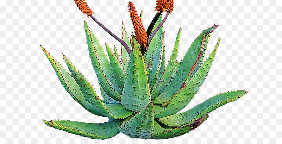 Aloe vera pianta grassa Pelle Medicina - impianto