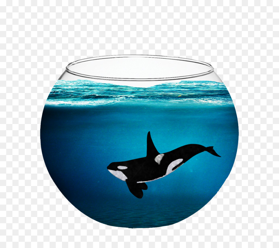 In cattività le orche Delfino Cetacea - Delfino