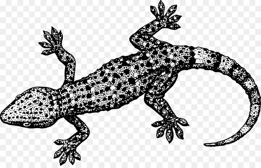 Lucertola, Rettile Gecko Clip art - Lucertola