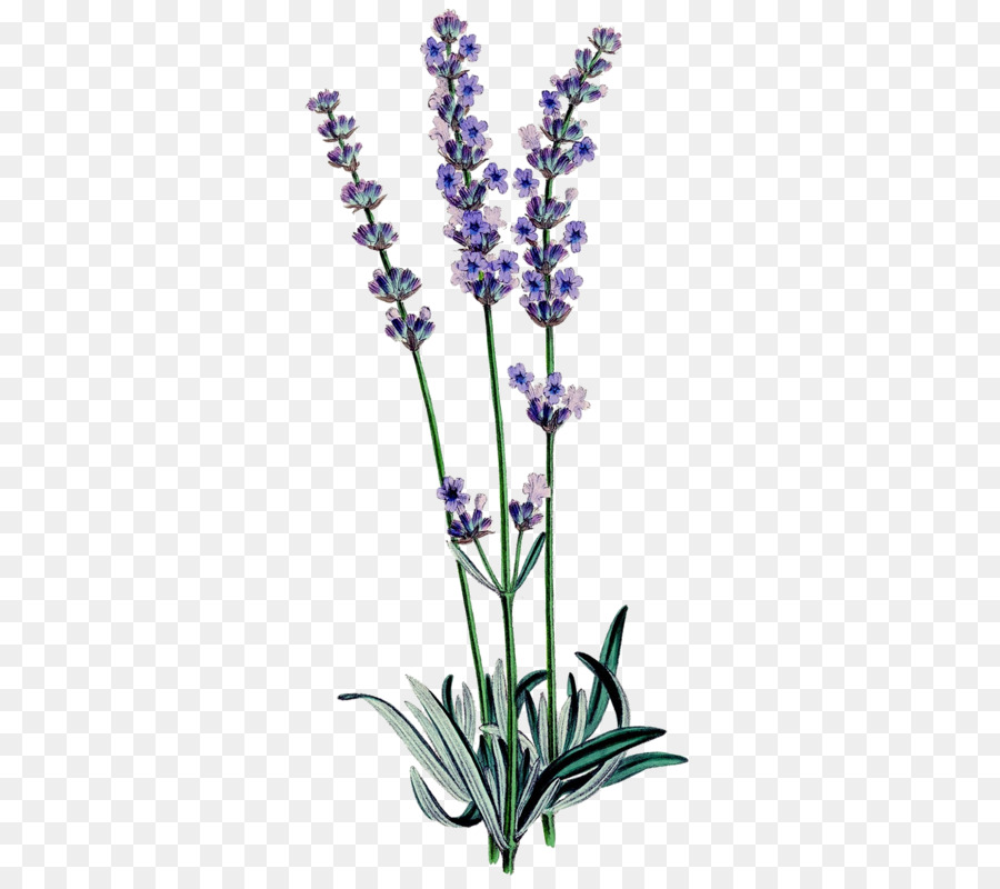 Englisch Lavendel botanische illustration Botanik Lavendel öl Vertrauten Wilden Blumen - Anlage