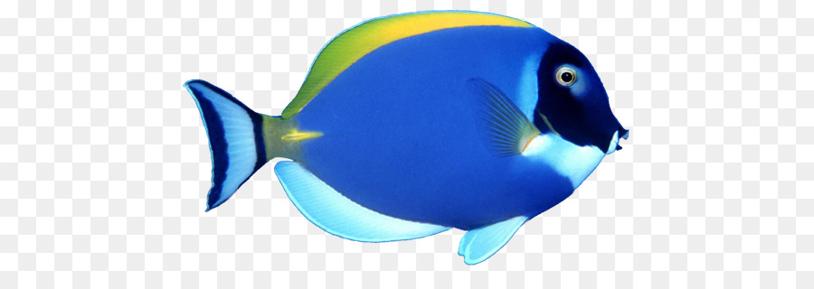 Cá Clip nghệ thuật - cá