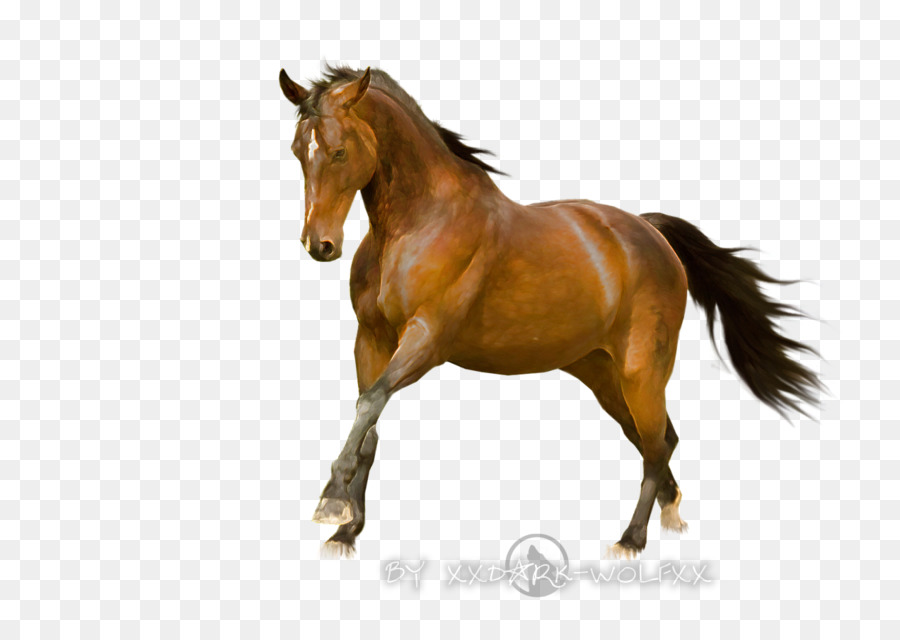 Mustang Mane Stallone Palomino Mare - mustang
