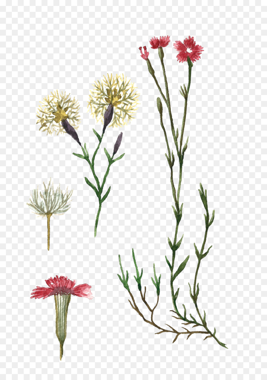 Dianthus deltoides pianta Erbacea Cicoria Giardino - impianto
