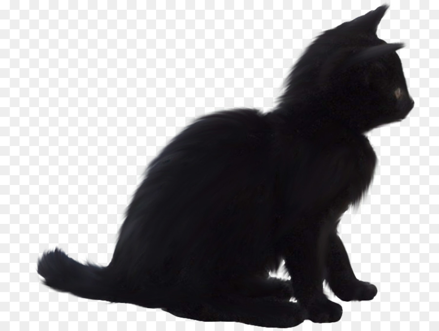 Gatto nero gatto Bombay Gattino Domestico gatto pelo corto Baffi - gattino