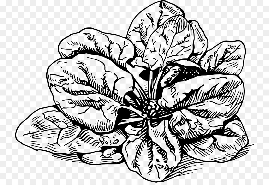 Spinat Banitsa Lasagne Zeichnung Spanakopita - pflanzliche