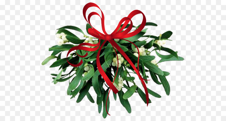 Vischio Phoradendron tomentosum Clip art - altri