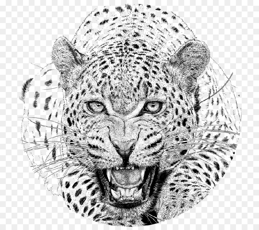 Cheetah Jaguar Vẽ Tuyết báo Phi - con báo