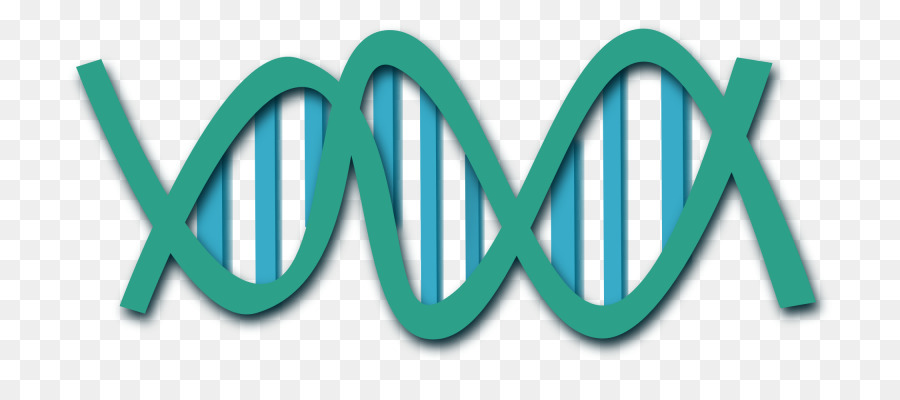 DNA Nucleic acid double helix Clip art - Vektor