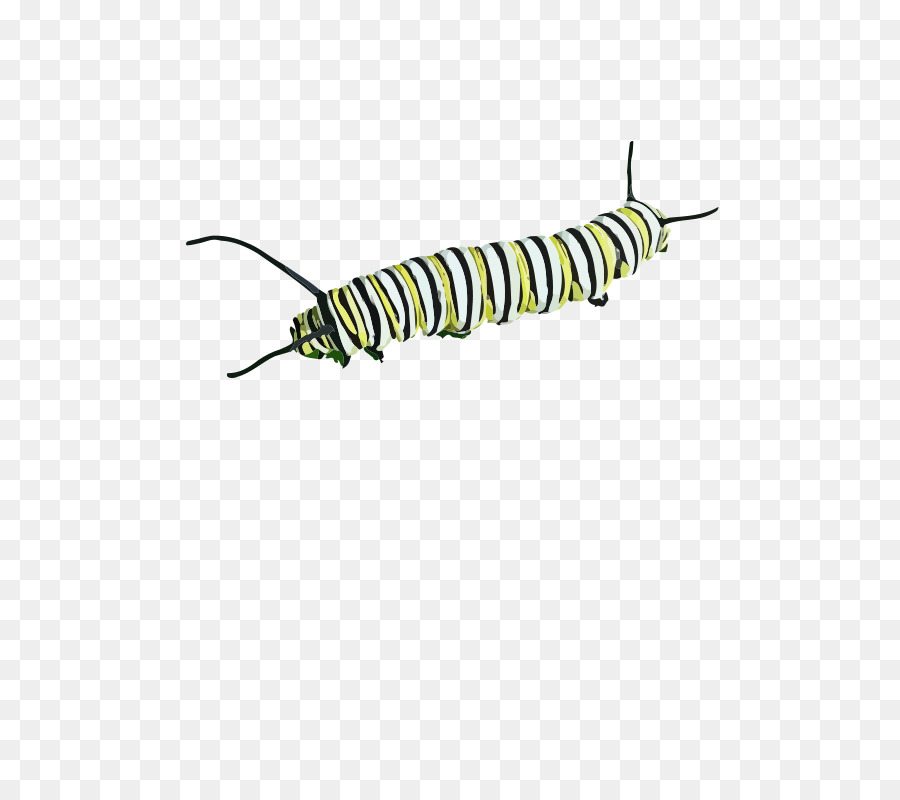 Caterpillar clipart - Raupe