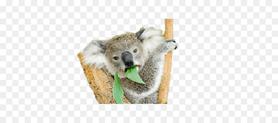 Koala-Bär-Wombat Beuteltier Känguruh - koala Bär