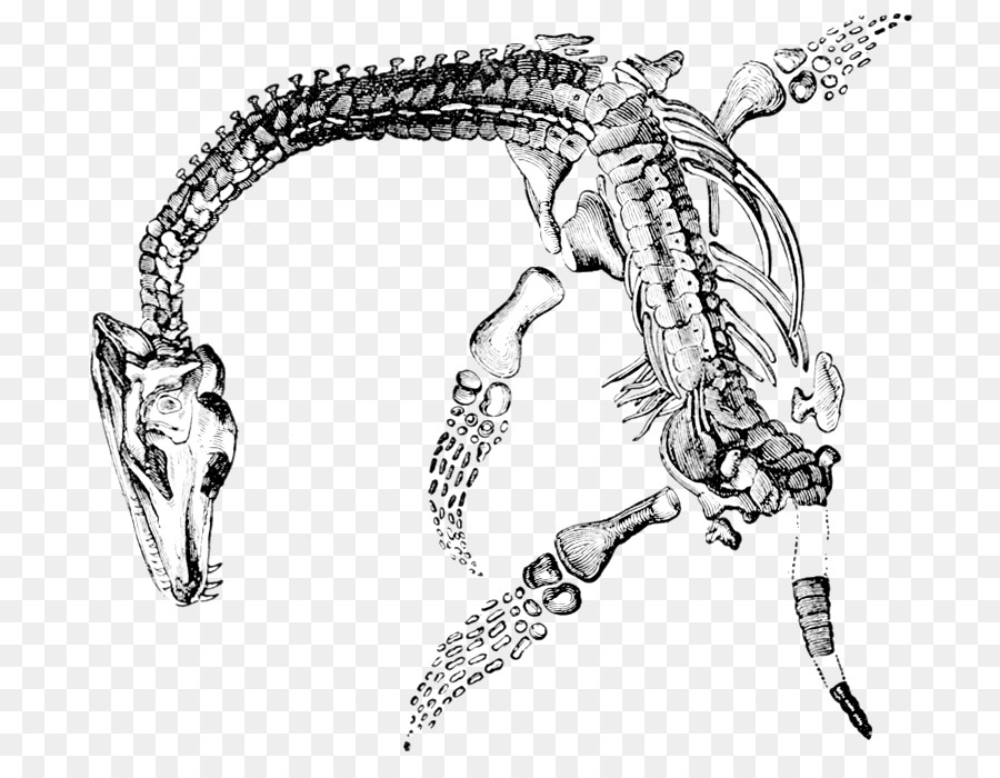 Elasmosaurus Plesiosauria Plesiosaurus Fossile Juraküste - Dinosaurier