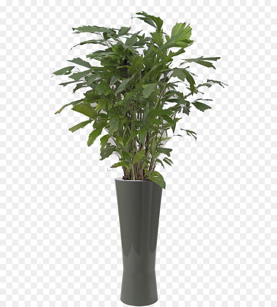 Philodendron xanadu Plant Bamboo Didymopanax arboricola Tree - Caryota mitis