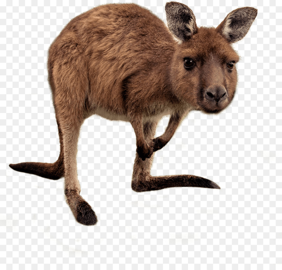 Canguro, Australia, Wallaby Riserva di Stock photography - wallaby dal collo rosso
