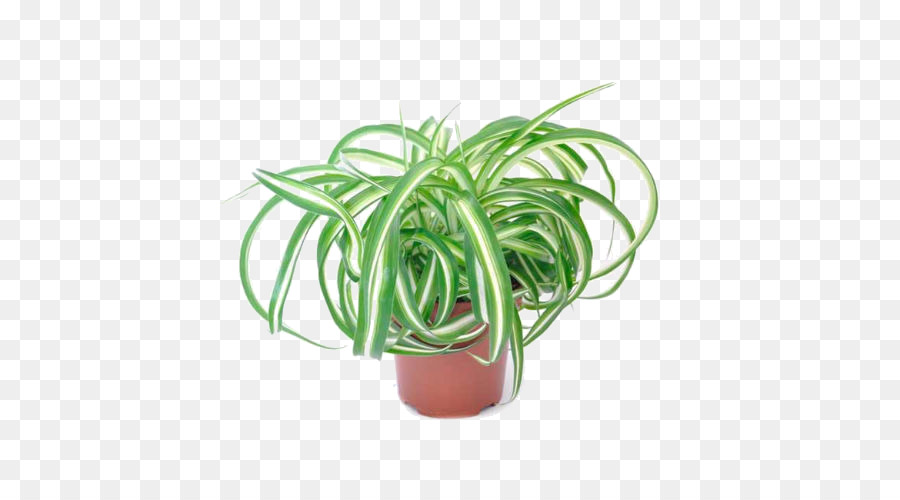 Chlorophytum comosum pianta da appartamento pianta Ornamentale Fiore - impianto