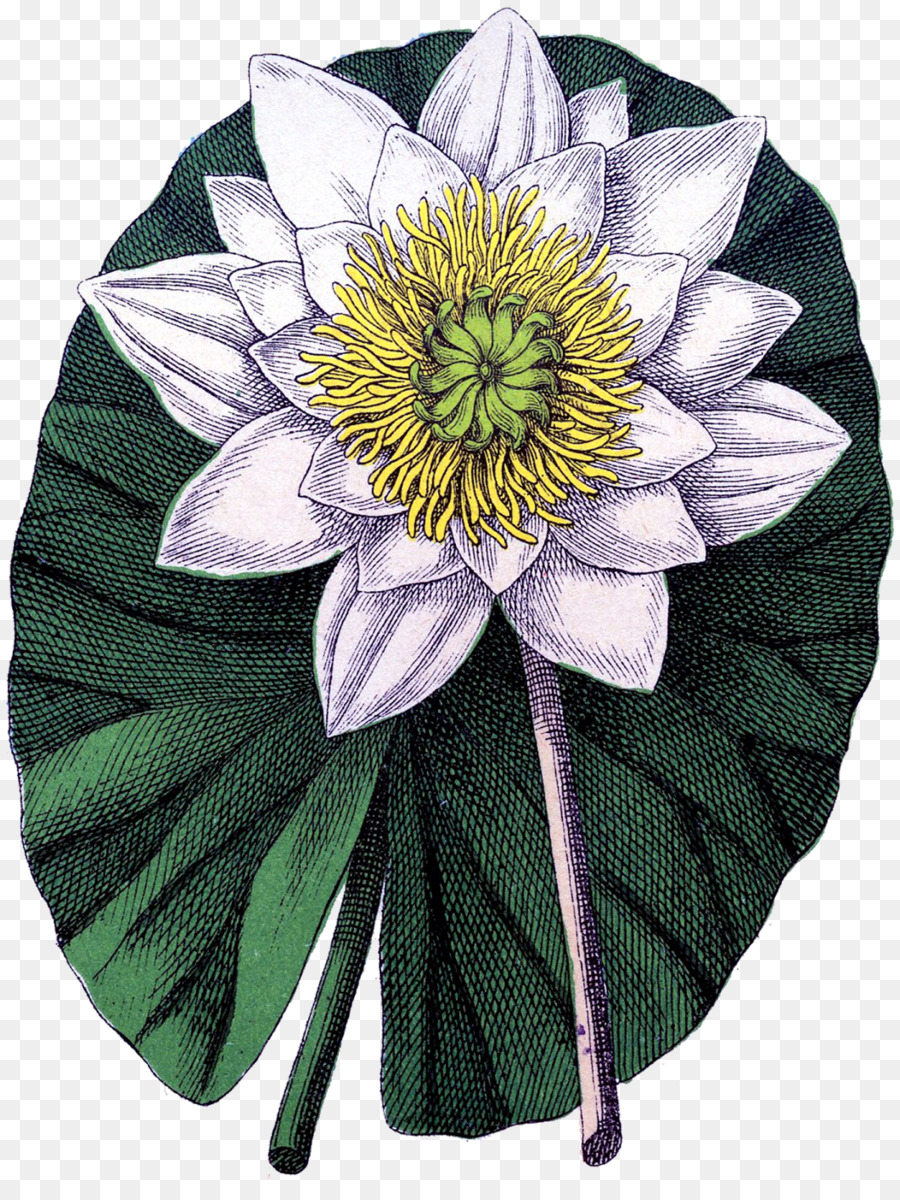 Botanica la fotografia di Stock, Lilium - fiore