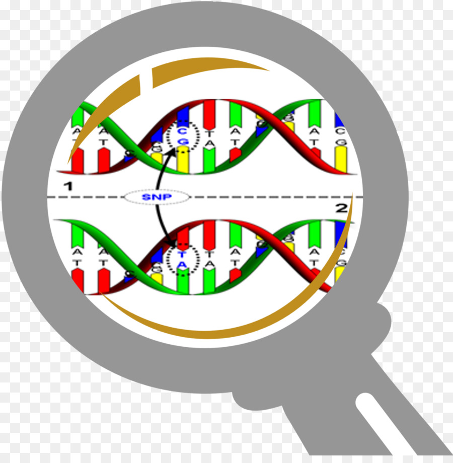 Single-Nukleotid-Polymorphismus DNA Genetics - Snp