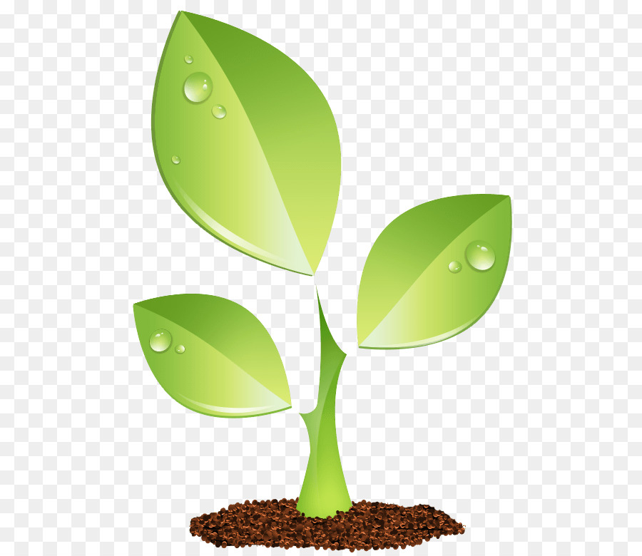 Pflanze Grün - Anlage