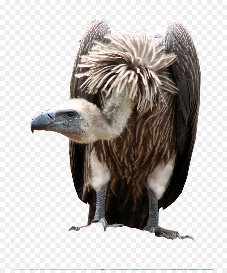 White-backed vulture Kap-Geier-Gänsegeier afrikanischen Elefanten - Vogel