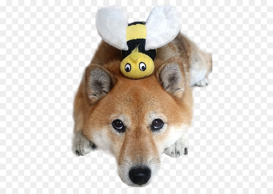 Shiba Inu finnische Spitz Shikoku Dingo Hund Rasse - Golden Retriever