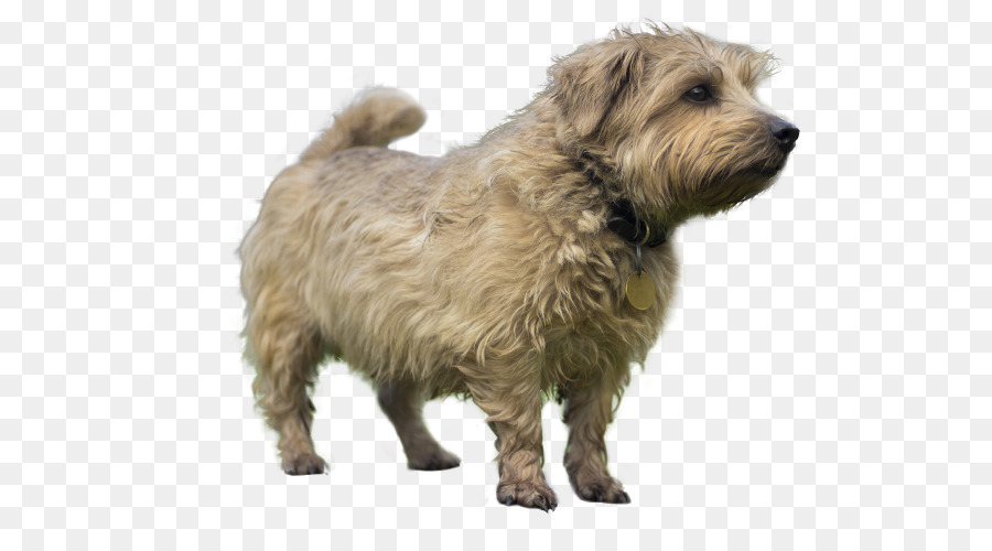 Glen of Imaal Terrier Norwich Terrier Norfolk Terrier Dandie Dinmont Terrier - Glen of Imaal Terrier