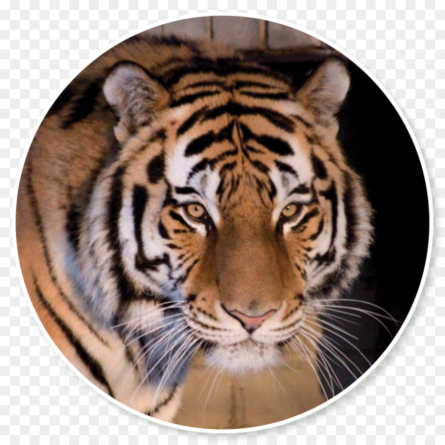 Tallinn Zoo Tiger Speed dating - Tiger