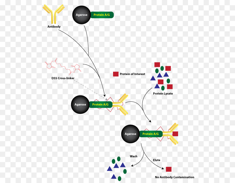 Chromatin immunpräzipitation Protein A/G Antikörper - Immunpräzipitation