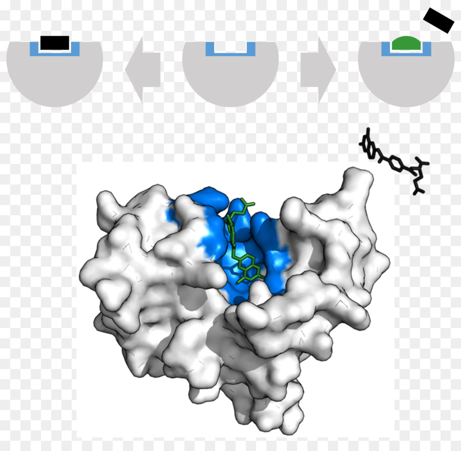 Inibitore dell'enzima Diidrofolato reduttasi Catalisi sito Attivo - Reduttasi
